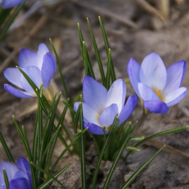 Crocus chrysanthus 'Zenith' Crocus chrysanthus 'Zenith'