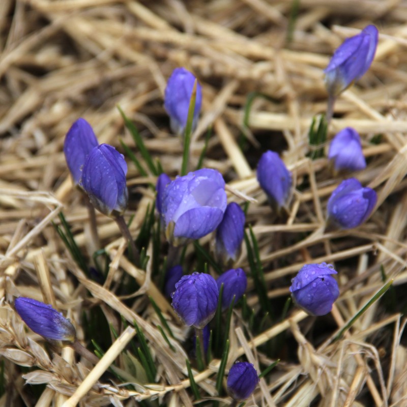 Crocus chrysanthus 'Zenith' Crocus chrysanthus 'Zenith'