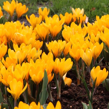 Crocus flavus 'Golden Yellow' Crocus flavus 'Golden Yellow'