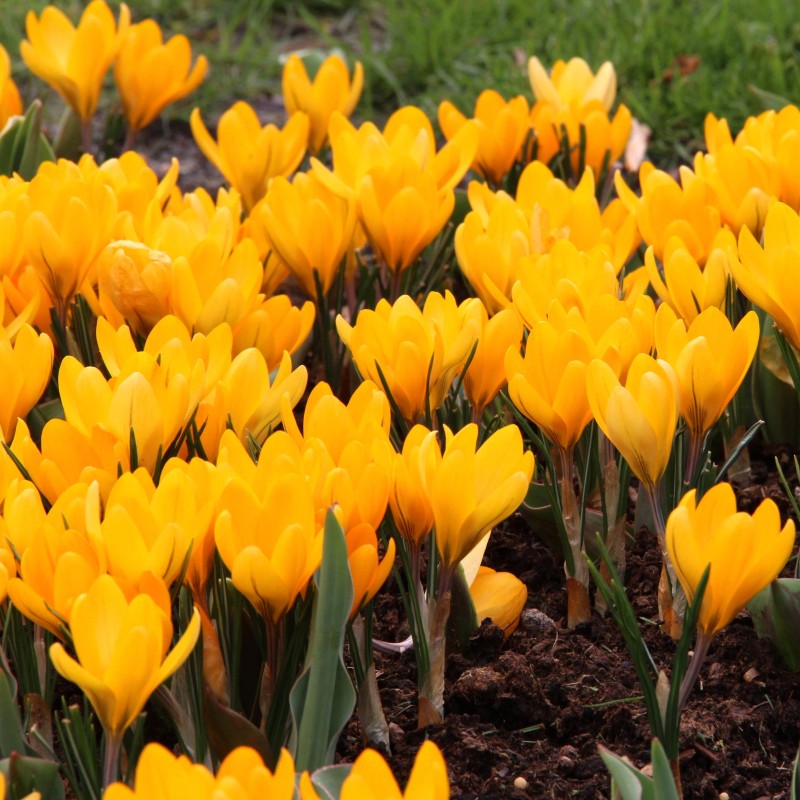 Crocus flavus 'Golden Yellow' Crocus flavus 'Golden Yellow'