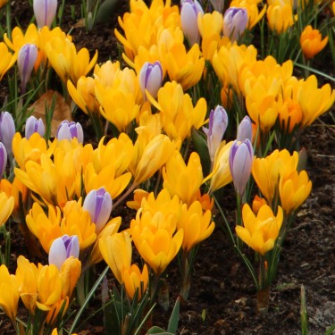 Crocus flavus 'Golden Yellow' Crocus flavus 'Golden Yellow'