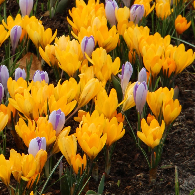 Crocus flavus 'Golden Yellow' Crocus flavus 'Golden Yellow'