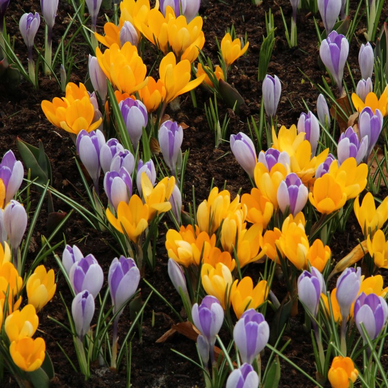 Crocus flavus 'Golden Yellow' Crocus flavus 'Golden Yellow'