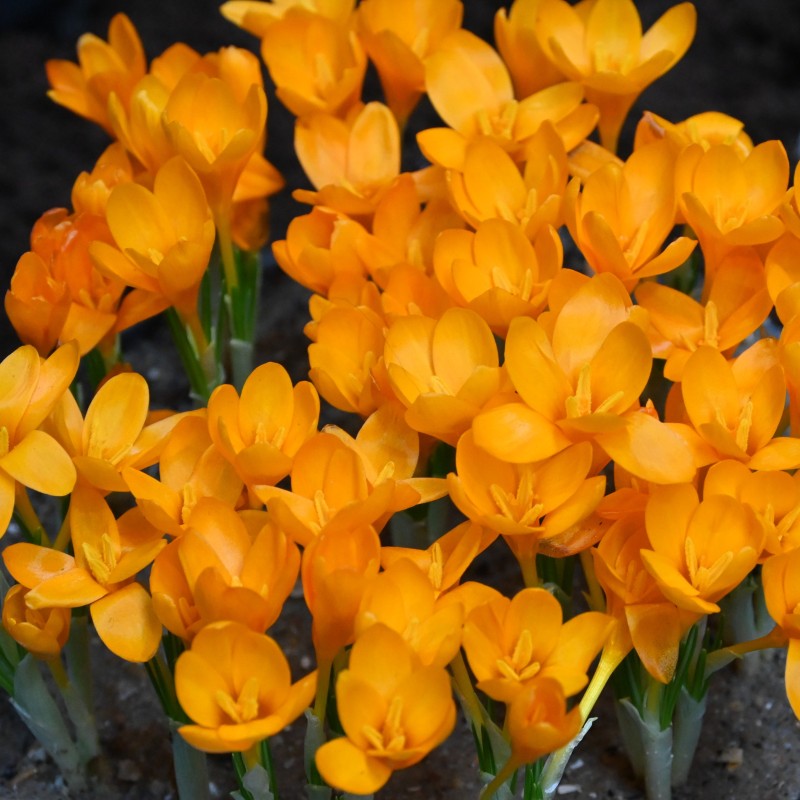 Crocus gargaricus Crocus gargaricus