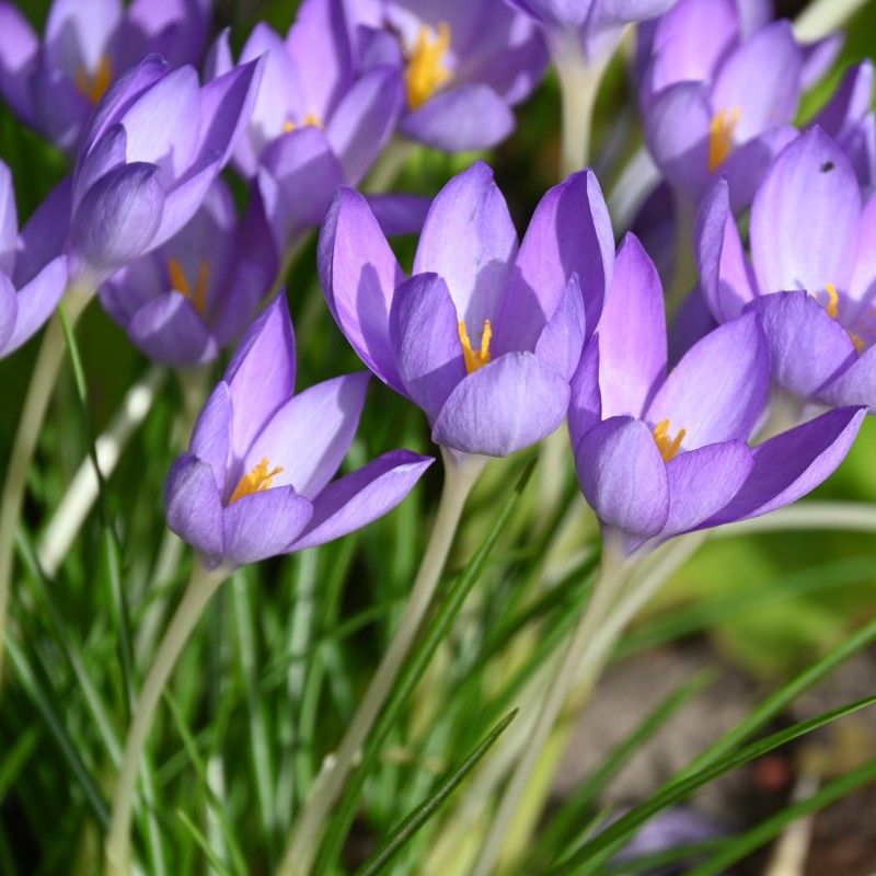 Crocus goulimyi Crocus goulimyi