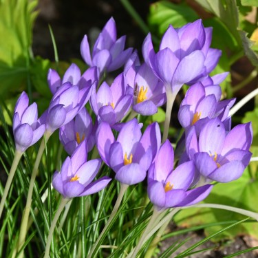 Crocus goulimyi Crocus goulimyi