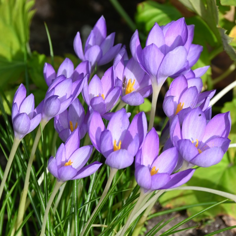 Crocus goulimyi Crocus goulimyi