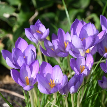 Crocus goulimyi Crocus goulimyi