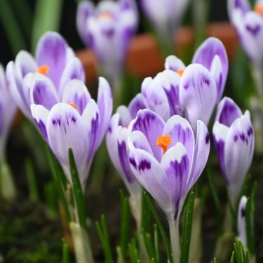Crocus heuffelianus 'Snow Princess'