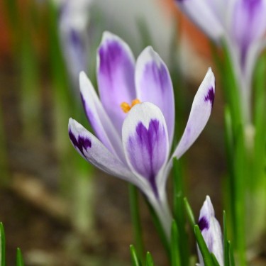 Crocus heuffelianus 'Snow Princess' Crocus heuffelianus 'Snow Princess'