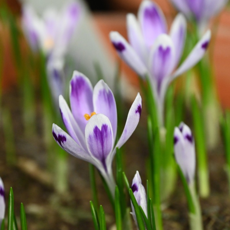 Crocus heuffelianus 'Snow Princess' Crocus heuffelianus 'Snow Princess'