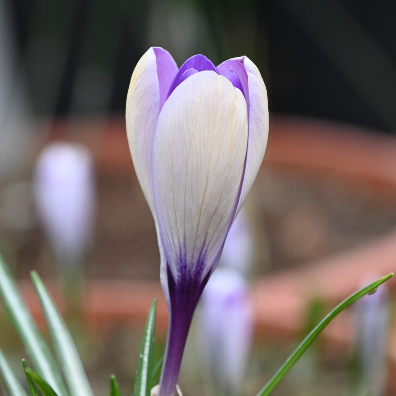 Crocus heuffelinianus subsp. scepusiensis Crocus heuffelinianus subsp. scepusiensis