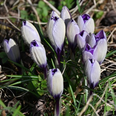 Crocus heuffelinianus subsp. scepusiensis Crocus heuffelinianus subsp. scepusiensis