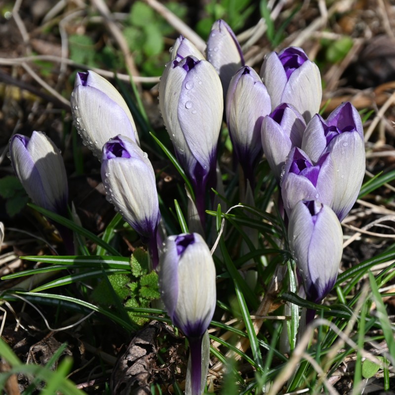 Crocus heuffelinianus subsp. scepusiensis Crocus heuffelinianus subsp. scepusiensis