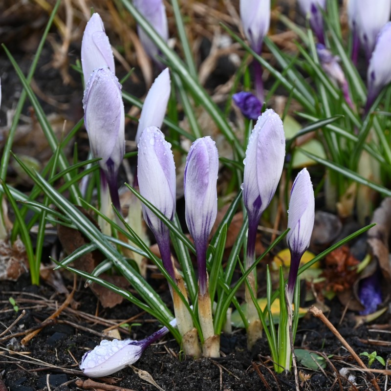 Crocus heuffelinianus subsp. scepusiensis Crocus heuffelinianus subsp. scepusiensis
