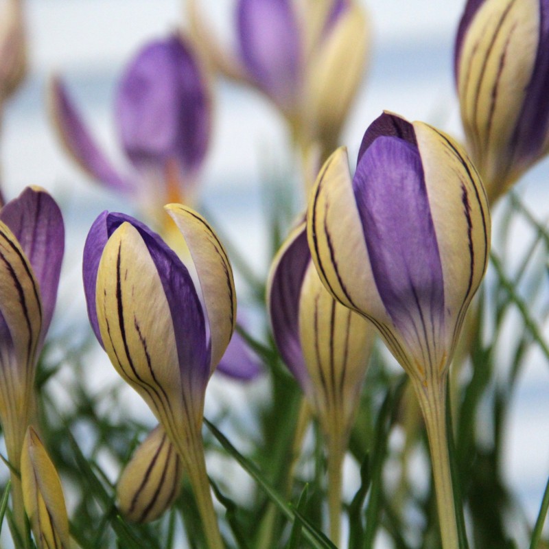Crocus imperati subsp. imperati 'De Jager' Crocus imperati subsp. imperati 'De Jager'