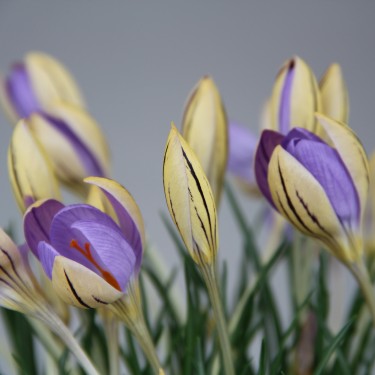 Crocus imperati subsp. imperati 'De Jager' Crocus imperati subsp. imperati 'De Jager'