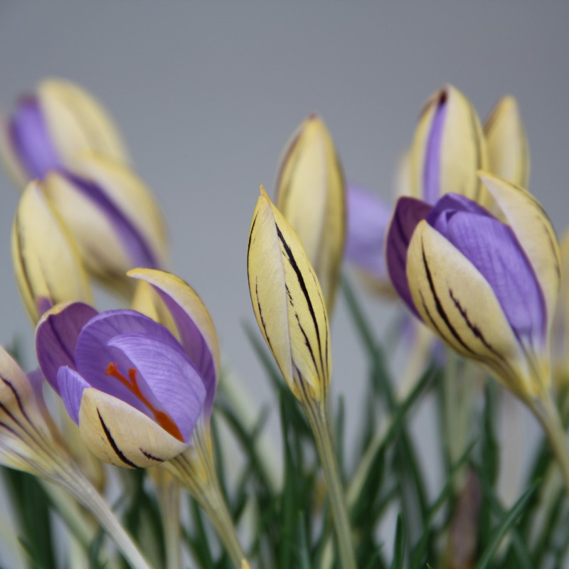 Crocus imperati subsp. imperati 'De Jager' Crocus imperati subsp. imperati 'De Jager'