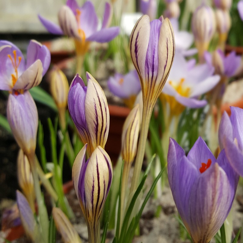 Crocus imperati subsp. imperati 'De Jager' Crocus imperati subsp. imperati 'De Jager'