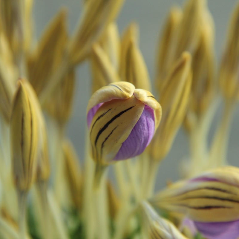 Crocus imperati subsp. imperati 'De Jager' Crocus imperati subsp. imperati 'De Jager'