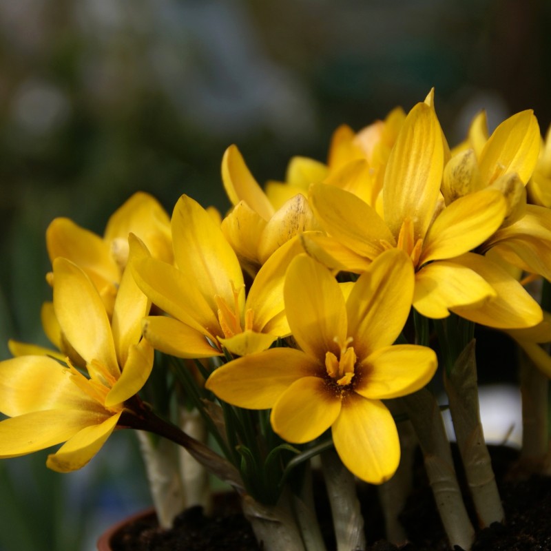 Crocus korolkowii Crocus korolkowii