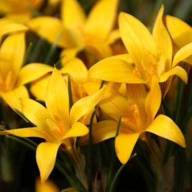 Crocus korolkowii Crocus korolkowii