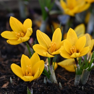 Crocus korolkowii Crocus korolkowii
