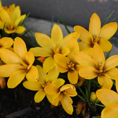 Crocus korolkowii Crocus korolkowii