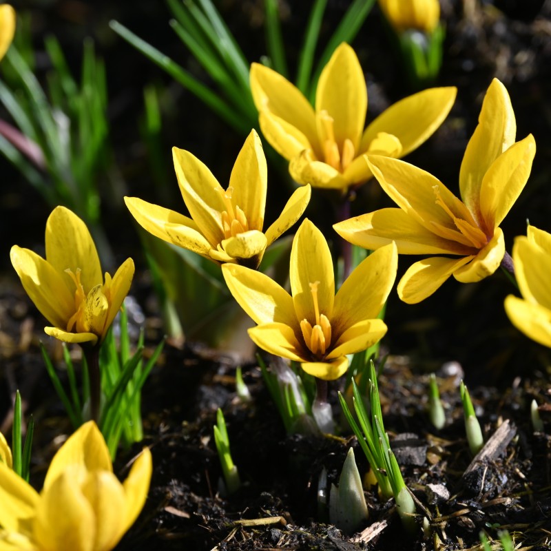 Crocus korolkowii Crocus korolkowii