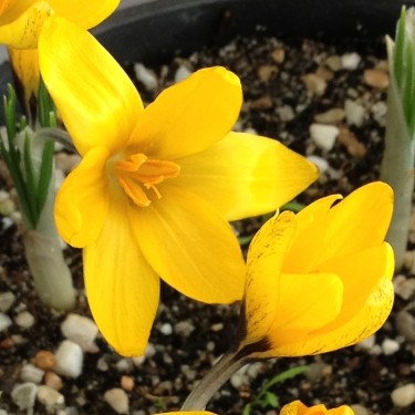 Crocus korolkowii 'Agalik'