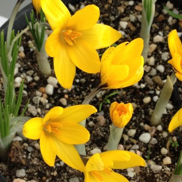 Crocus korolkowii 'Agalik'