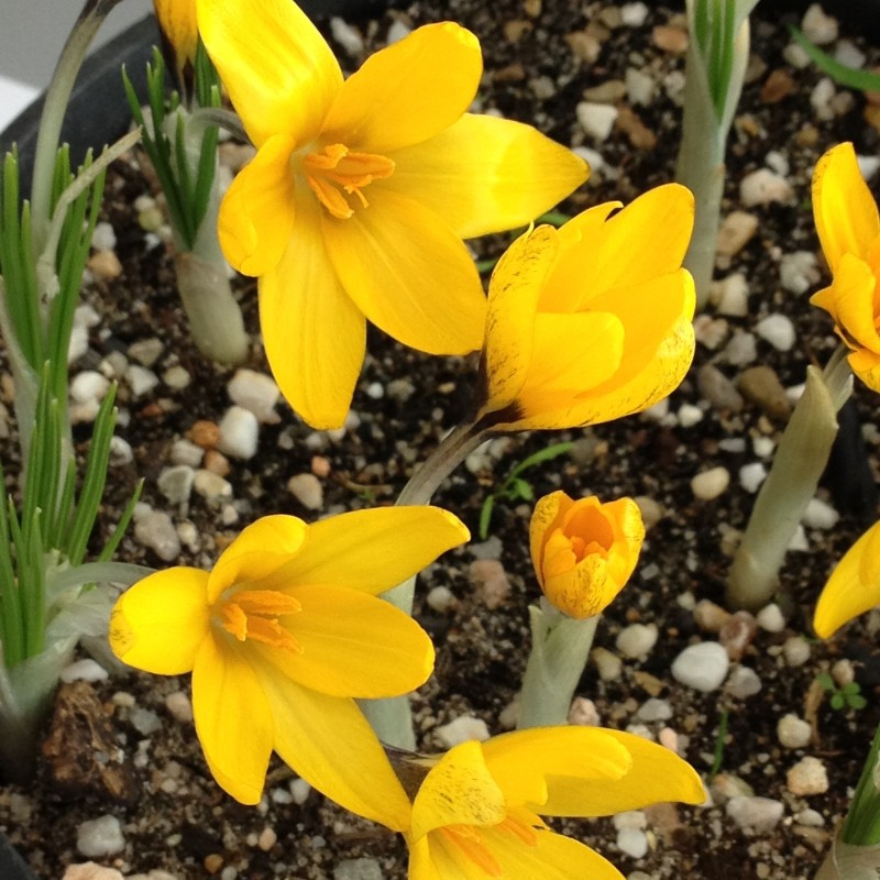 Crocus korolkowii 'Agalik'