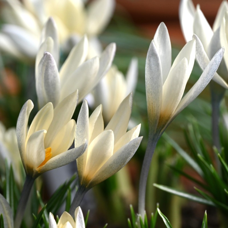 Crocus korolkowii 'Albus' Crocus korolkowii 'Albus'