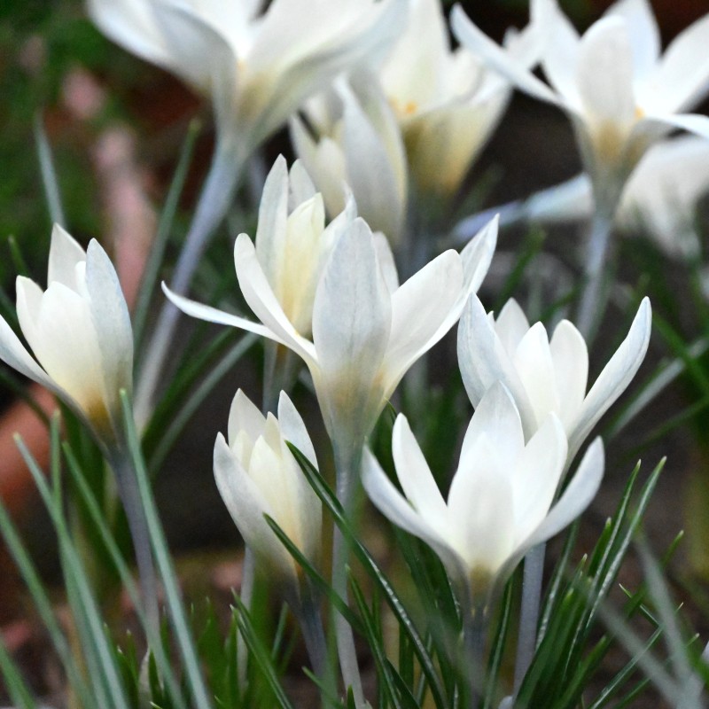 Crocus korolkowii 'Albus' Crocus korolkowii 'Albus'
