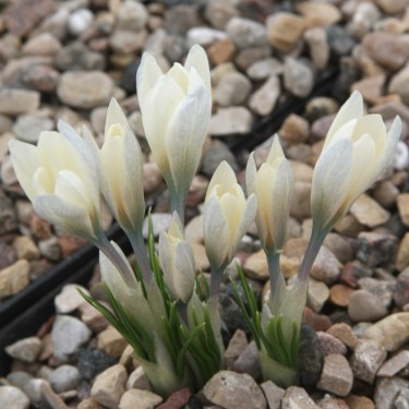 Crocus korolkowii 'Albus' Crocus korolkowii 'Albus'