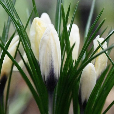 Crocus korolkowii x 'Arctica'