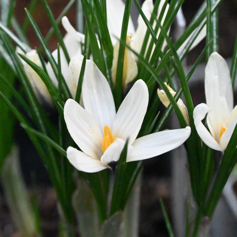 Crocus korolkowii x 'Arctica' Crocus korolkowii x 'Arctica'