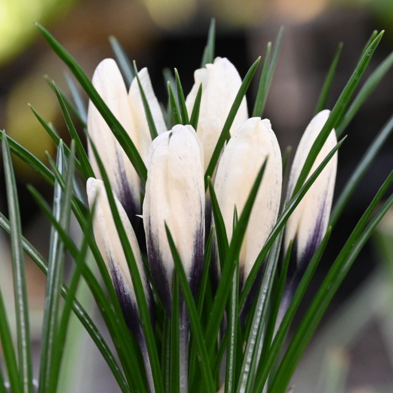 Crocus korolkowii x 'Arctica' Crocus korolkowii x 'Arctica'