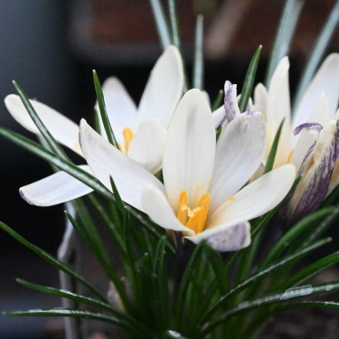 Crocus korolkowii x 'Fresco' Crocus korolkowii x 'Fresco'