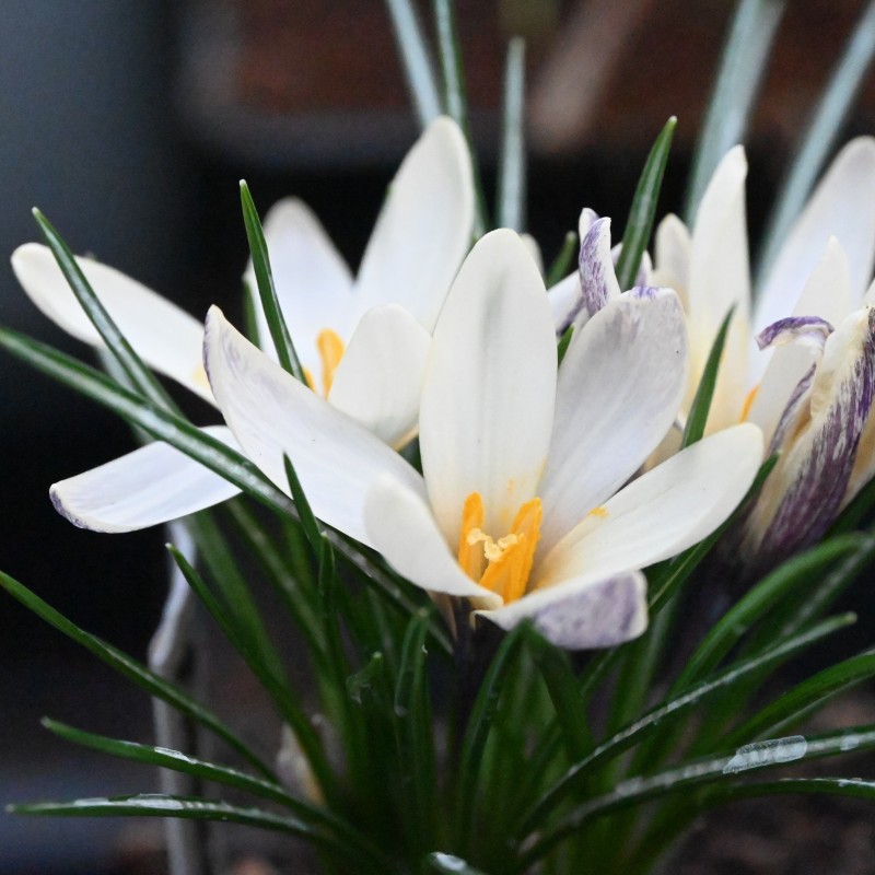 Crocus korolkowii x 'Fresco' Crocus korolkowii x 'Fresco'