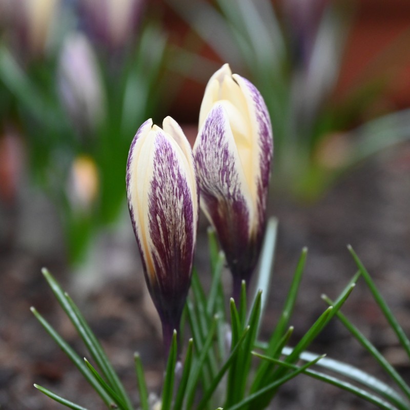 Crocus korolkowii x 'Fresco' Crocus korolkowii x 'Fresco'