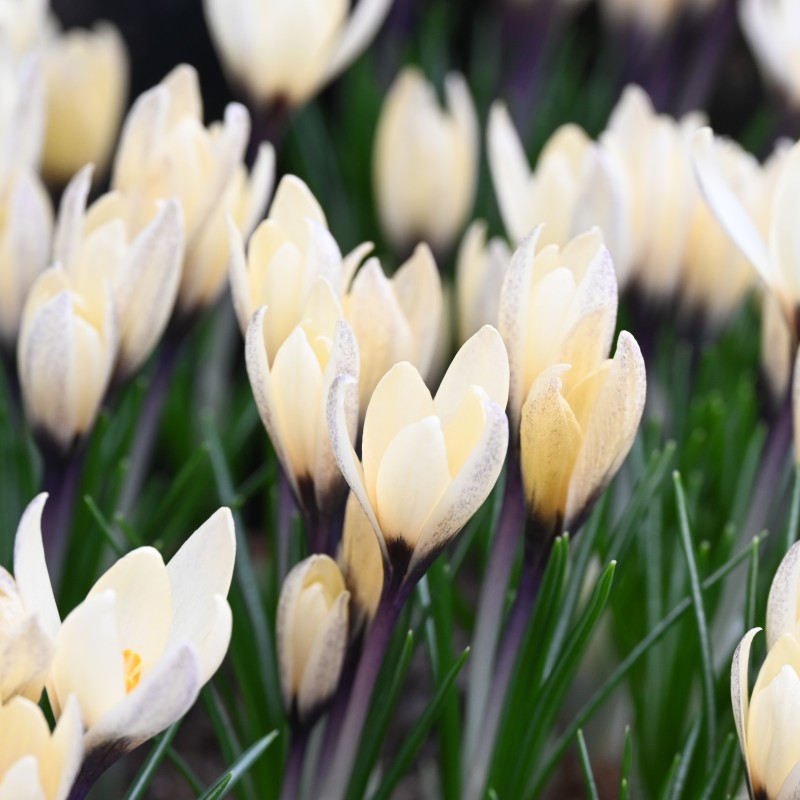 Crocus korolkowii x 'Karelia' Crocus korolkowii x 'Karelia'