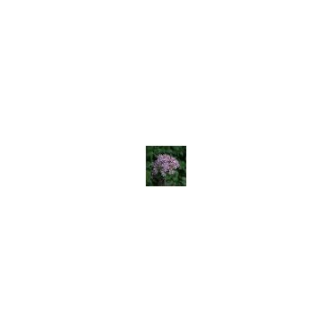 Allium nigrum 'Pink Jewel'