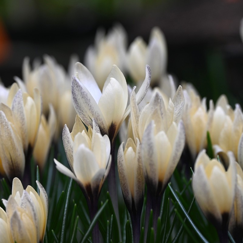 Crocus korolkowii x 'Karelia' Crocus korolkowii x 'Karelia'