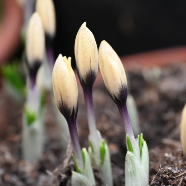 Crocus korolkowii x 'Karelia' Crocus korolkowii x 'Karelia'