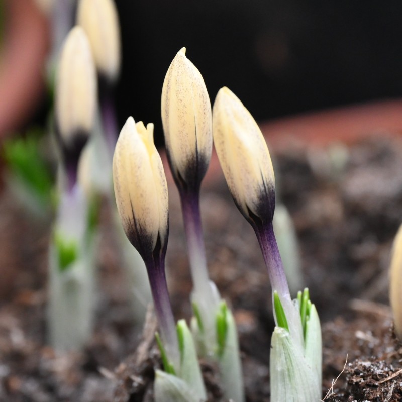 Crocus korolkowii x 'Karelia' Crocus korolkowii x 'Karelia'