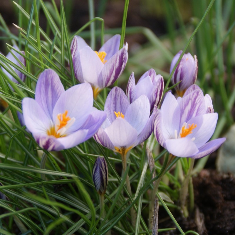 Crocus laevigatus 'Fontenayi' Crocus laevigatus 'Fontenayi'