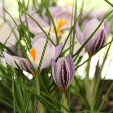 Crocus laevigatus 'Fontenayi' Crocus laevigatus 'Fontenayi'