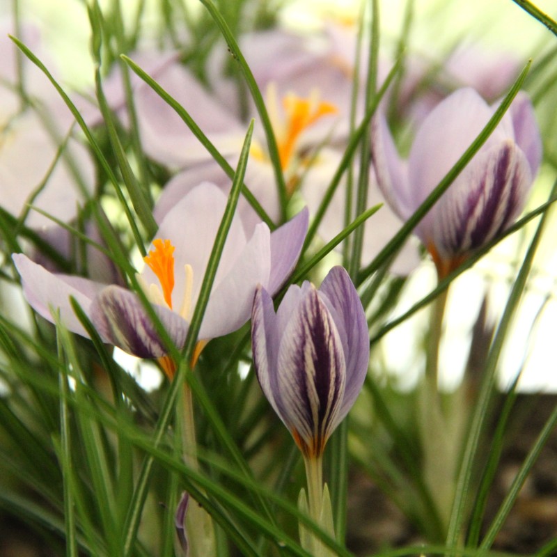 Crocus laevigatus 'Fontenayi' Crocus laevigatus 'Fontenayi'