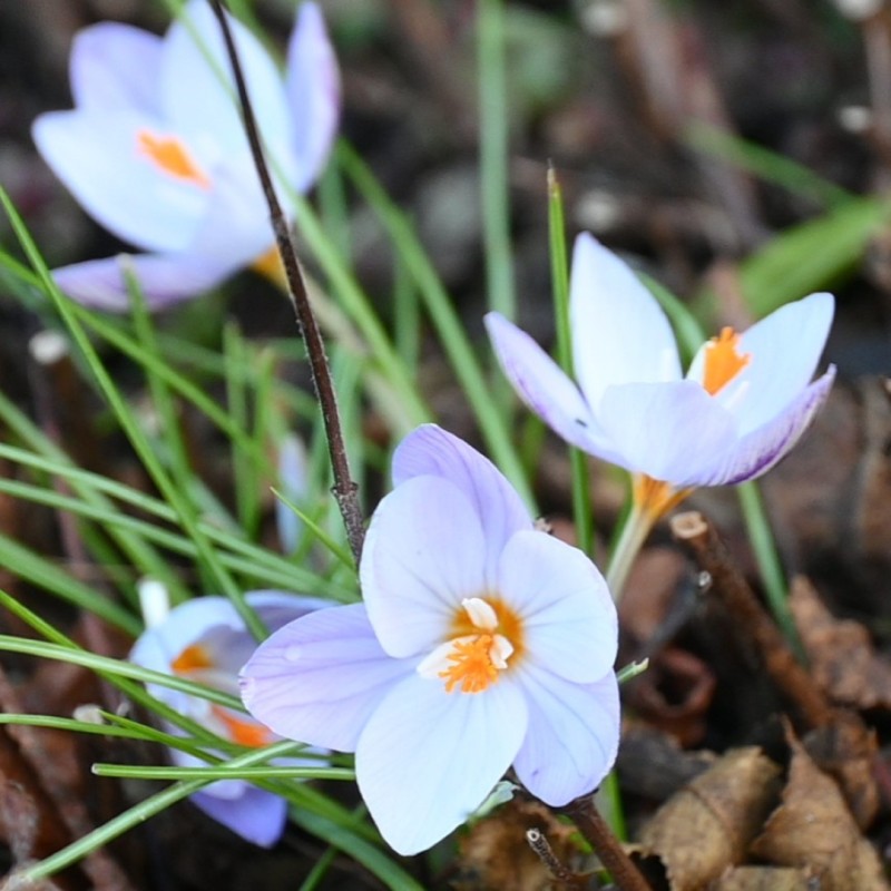 Crocus laevigatus 'Fontenayi' Crocus laevigatus 'Fontenayi'